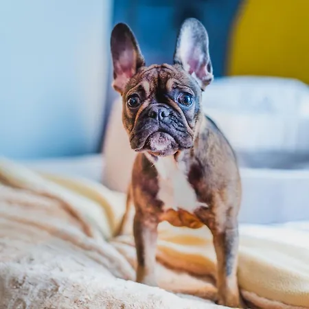 Bristol Tradition And Luxury ホテル