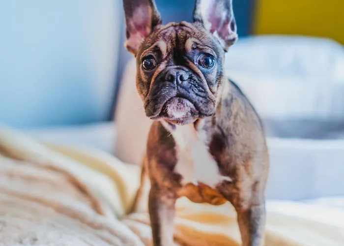 Bristol Tradition&luxury Hotel